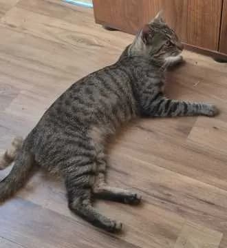 Kovu