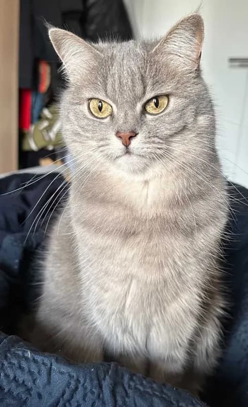 Elli
