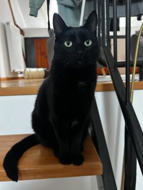 Loki