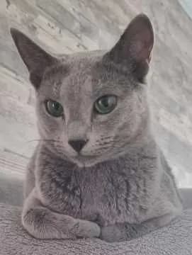 Enissa