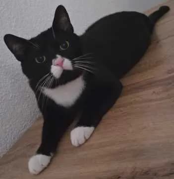 Julian
