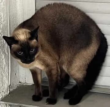 Nala