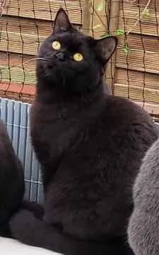 Schoko
