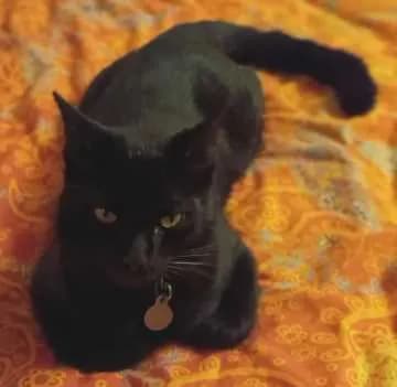 Leon