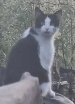 Balu
