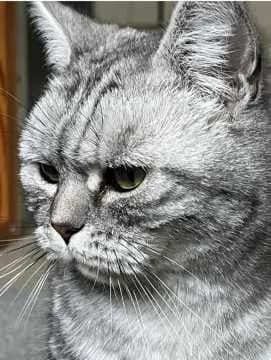 Willi