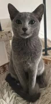 Lou