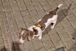 Chien