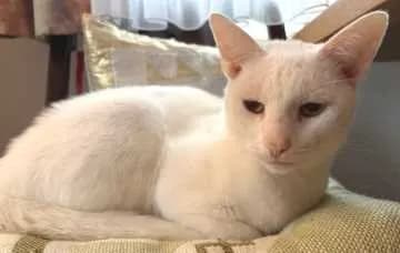 Yuki