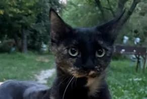 Chat