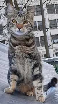 Felix