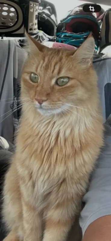 SIMBA