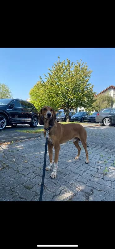 Pino