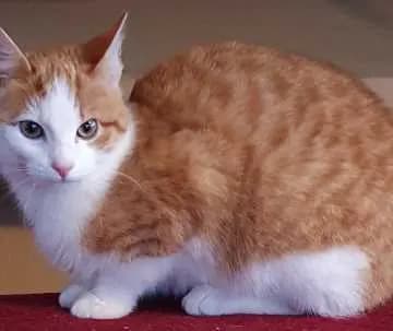 Minimie