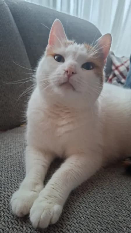 Muis
