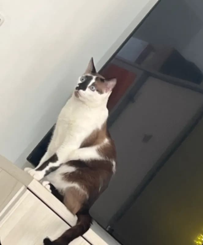 Kevin