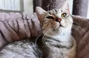 Mascha