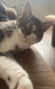 Klaus