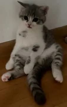 Kitty