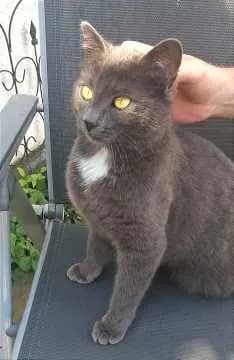 Lilli