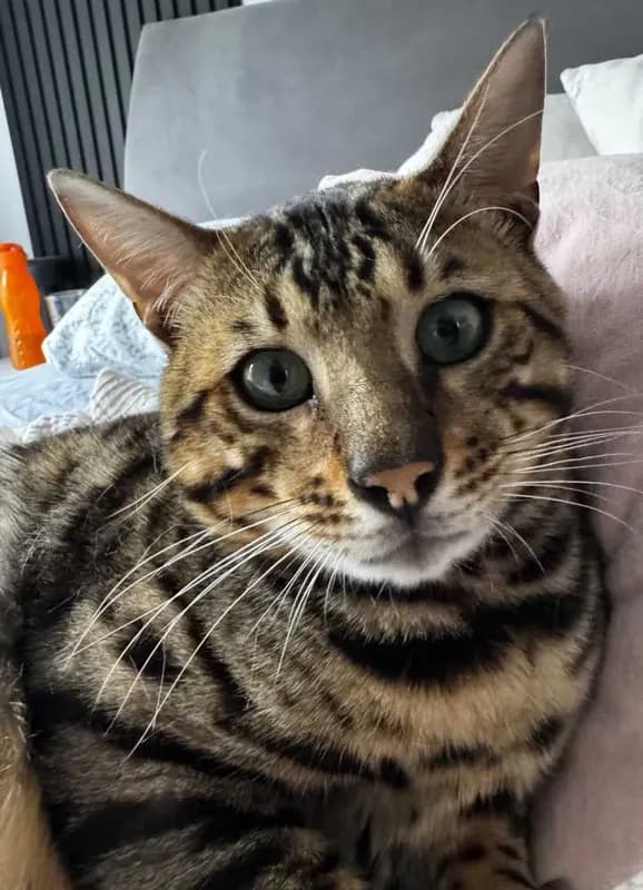Diddi