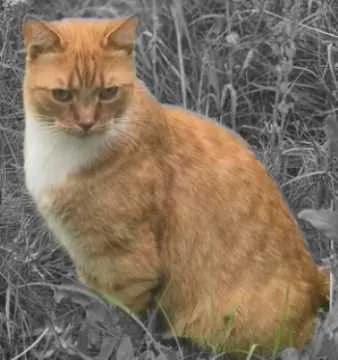 Willi