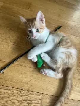 Simba