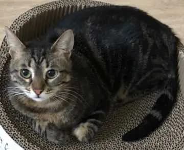 Mausi