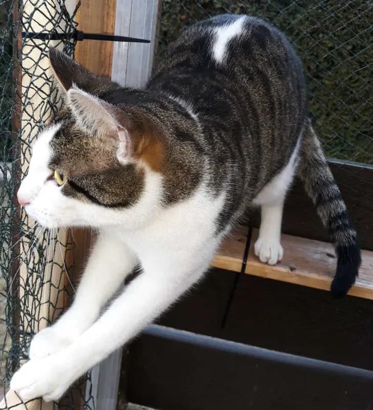 Simon