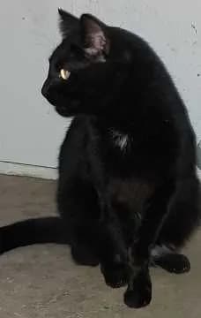 Sam