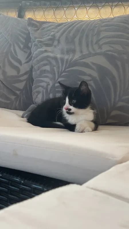 Molly