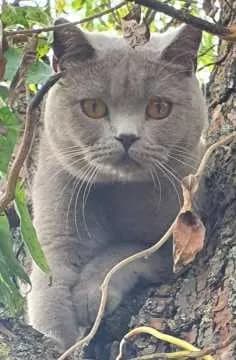 Kimba