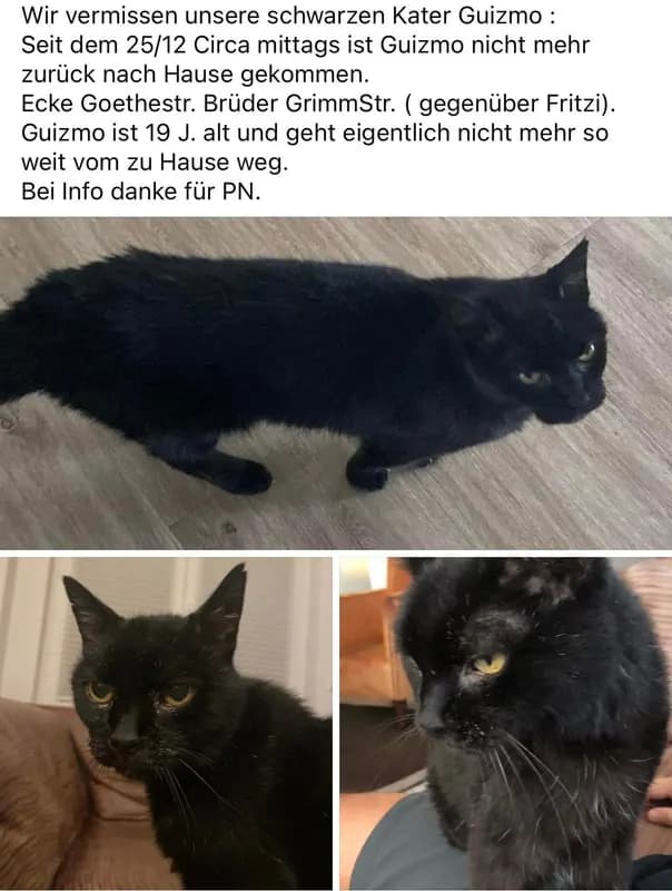 Guizmo