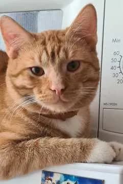 Marcel