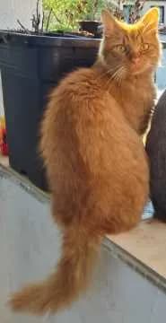Simba