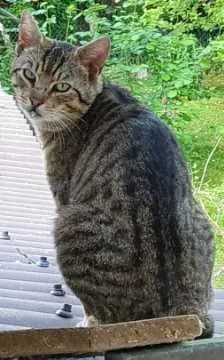Mortimer