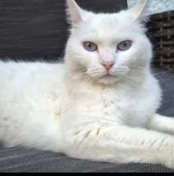 Kitty