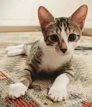 Findus