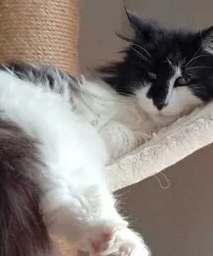 Bichette