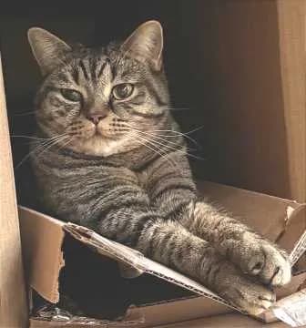 Simba