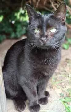 Filou