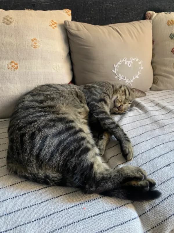 Mochi