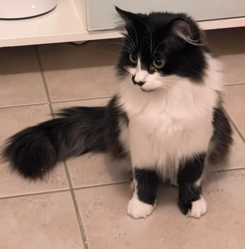 Suki