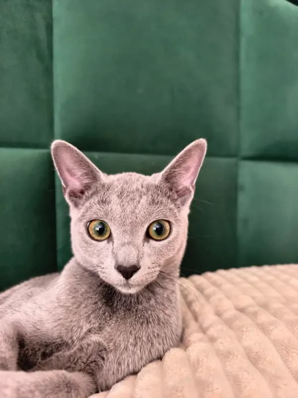 Mischa