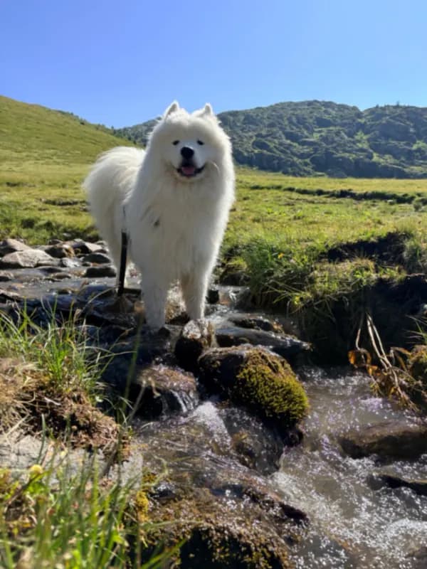 Alpha