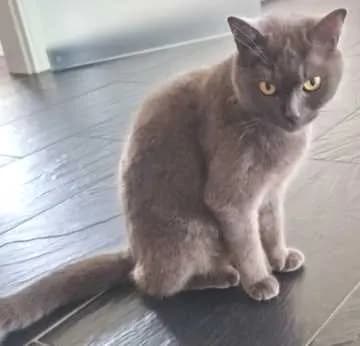 Kimba