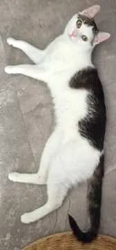 Findus
