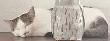 Tina
