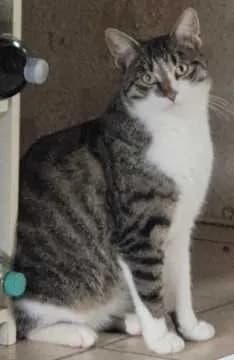 Loki