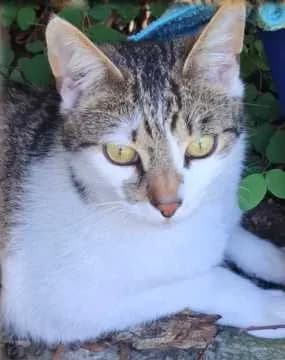 Lumpi